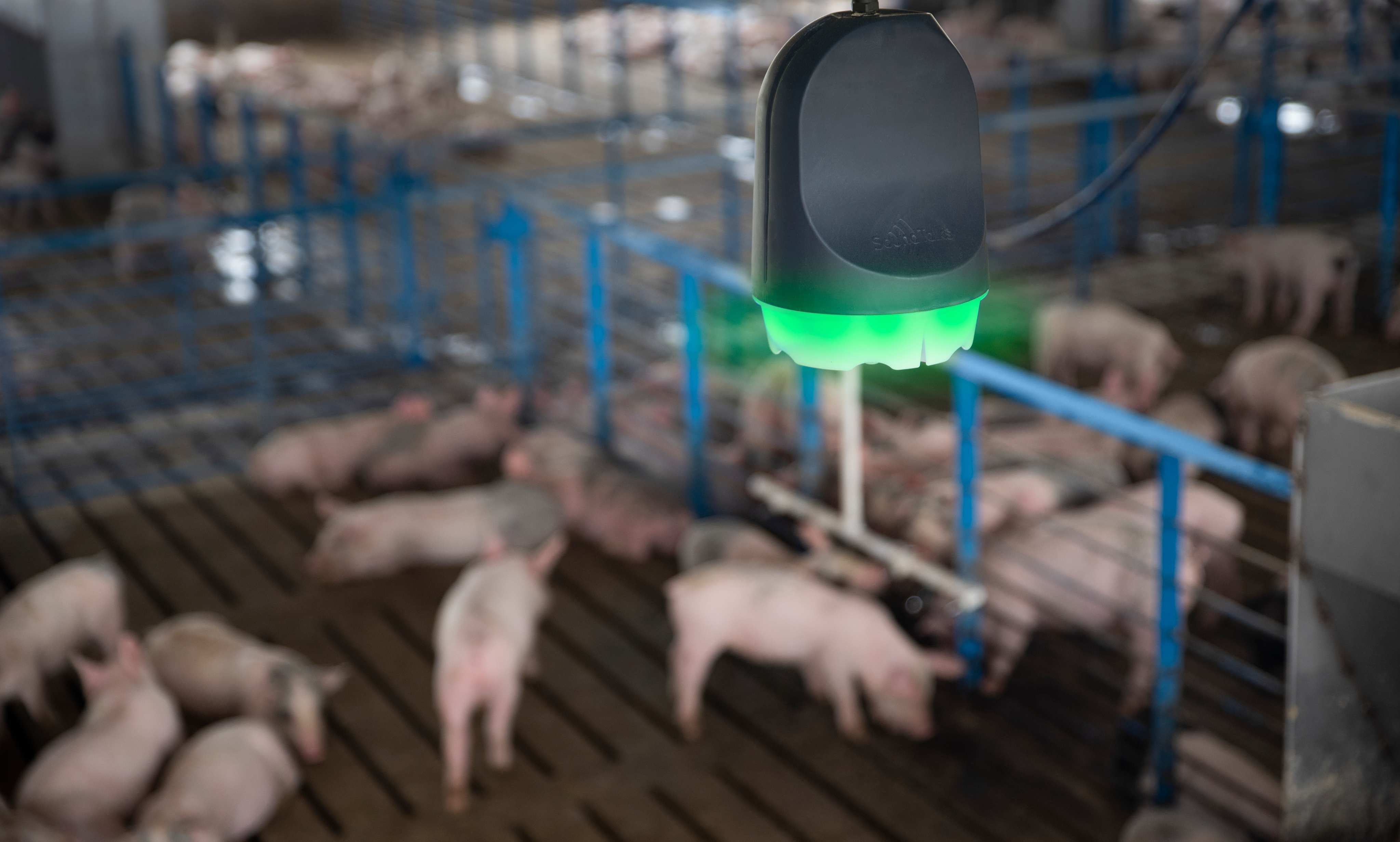 SoundTalks monitoring device in pig farm