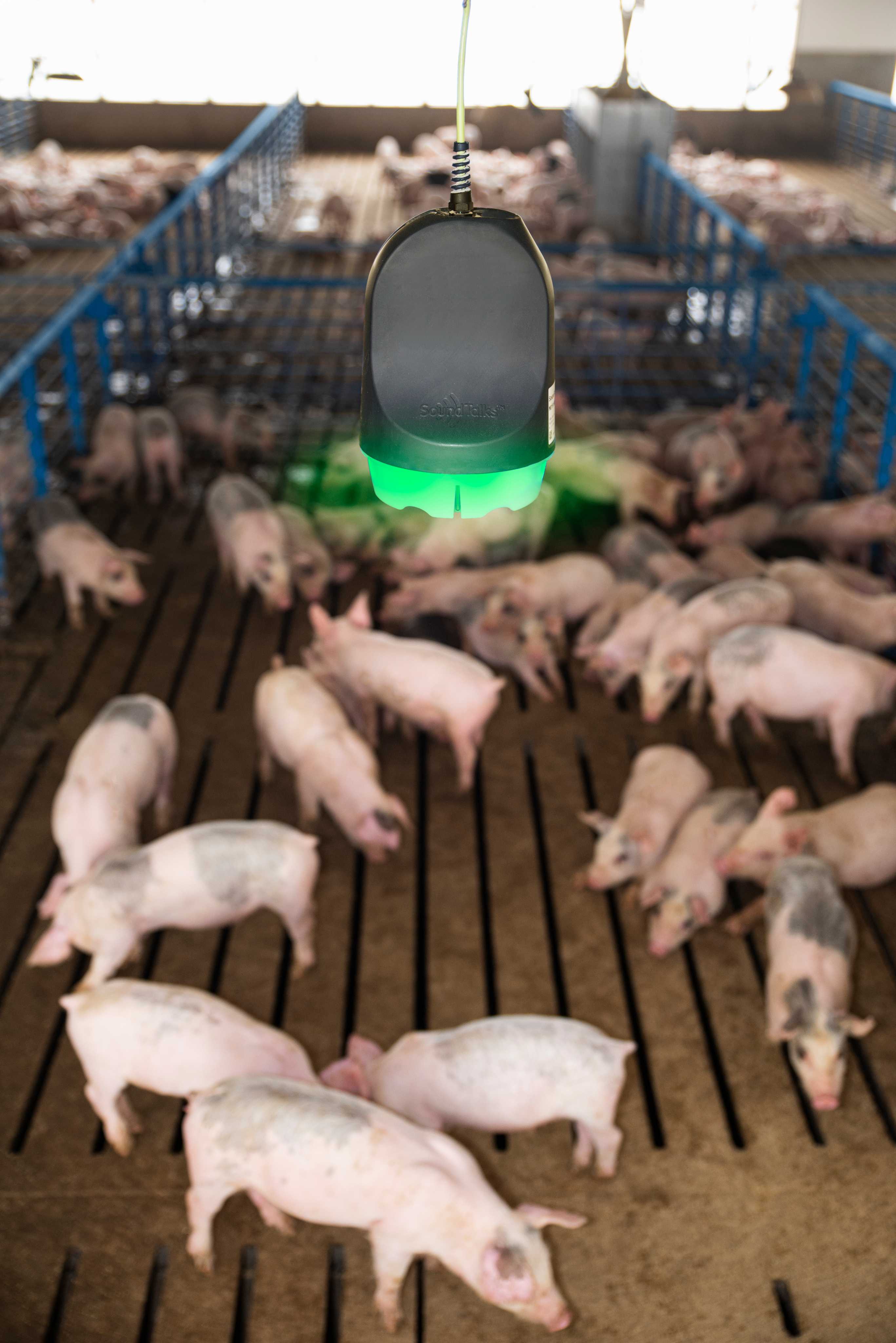 Swine respiratory health monitoring with SoundTalks device