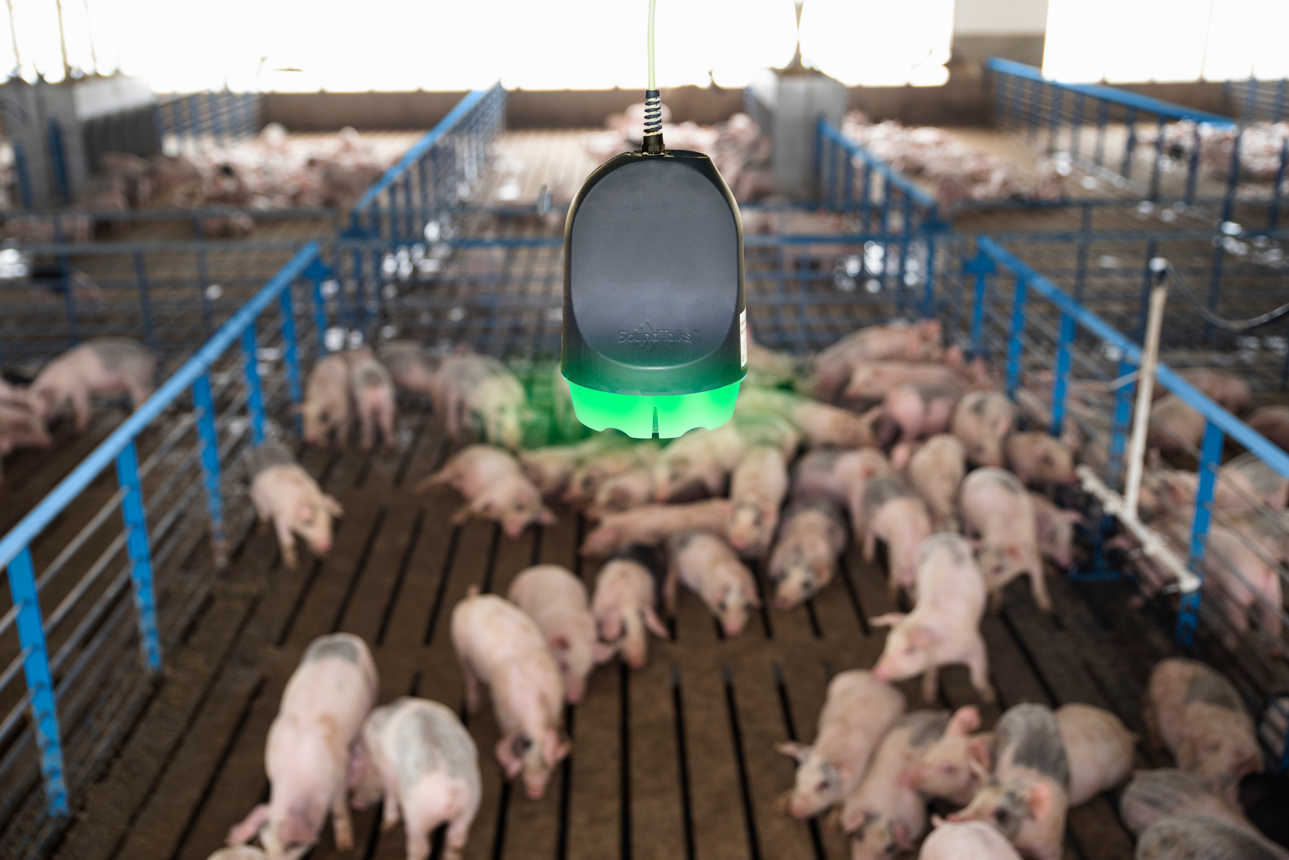 SoundTalks monitor over pigs