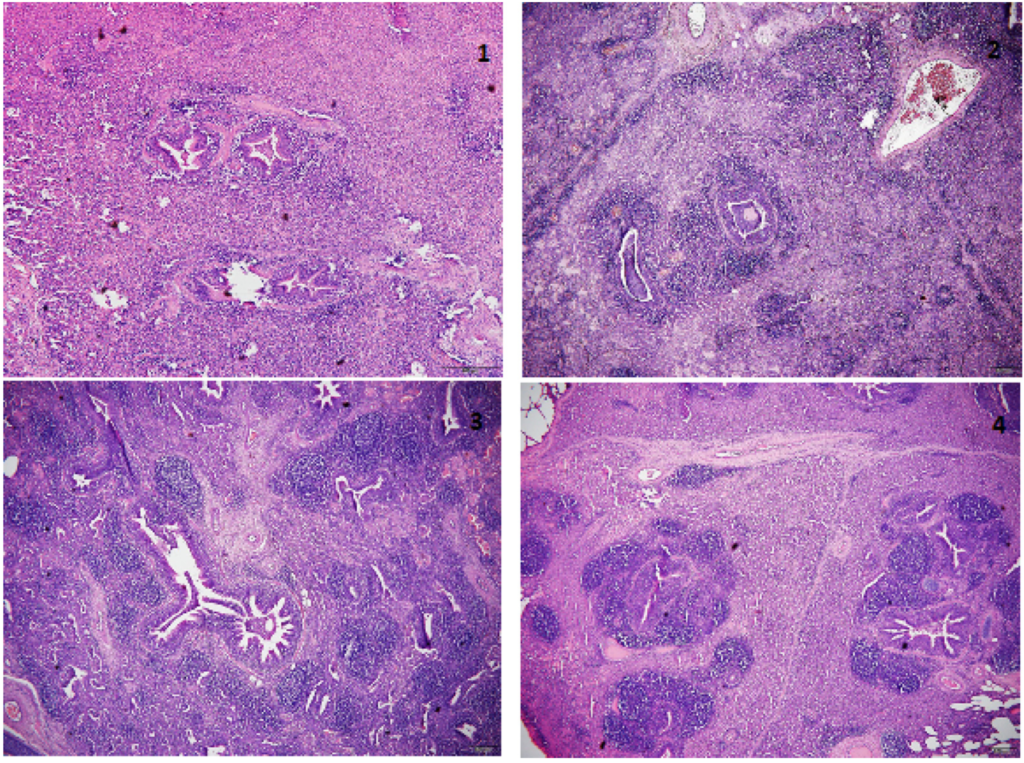 Anticuerpos contra Actinobacillus pleuropneumoniae, Mycoplasma ...